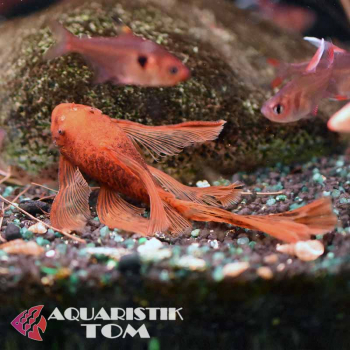 Roter Antennenwels Schleier – Ancistrus Super Red Longfin